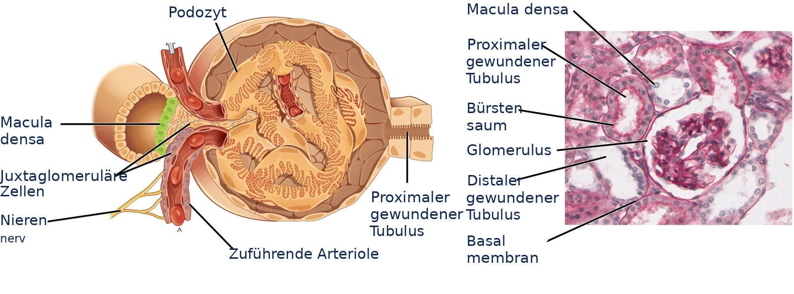 Nierenkörperchen und Histologie