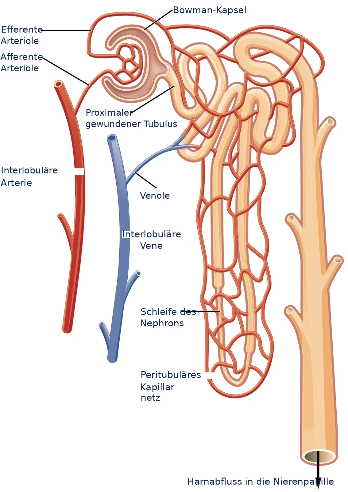 Blutgefäße des Nephrons