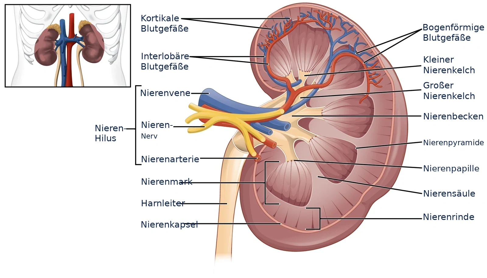 Anatomische Schnittdarstellung der Niere mit deutscher Beschriftung