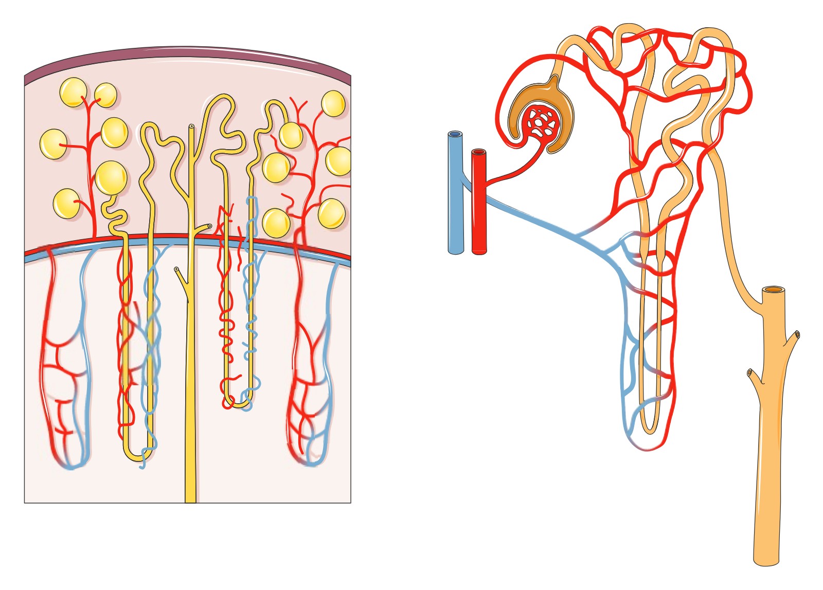 Ein Nephron verfolgen